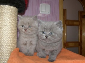 Koty Brytyjskie krótkowłose - Hodowla Kotów Brytyjskich Kocieimperium*PL Nietążkowo