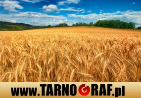 Fototapeta na wymiar - P.H.U. TARNOGRAF - Fabryka Reklamy Tarnobrzeg