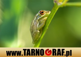 Fototapeta na wymiar - P.H.U. TARNOGRAF - Fabryka Reklamy Tarnobrzeg