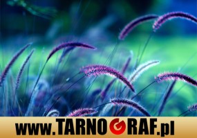 Fototapeta na wymiar - P.H.U. TARNOGRAF - Fabryka Reklamy Tarnobrzeg