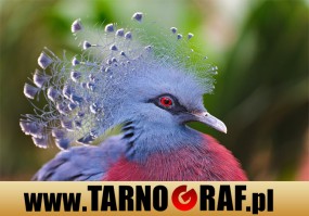 Fototapeta na wymiar - P.H.U. TARNOGRAF - Fabryka Reklamy Tarnobrzeg