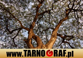 Fototapeta na wymiar - P.H.U. TARNOGRAF - Fabryka Reklamy Tarnobrzeg