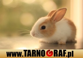 Fototapeta na wymiar - P.H.U. TARNOGRAF - Fabryka Reklamy Tarnobrzeg