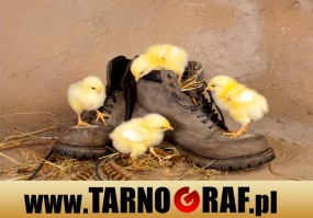 Fototapeta na wymiar - P.H.U. TARNOGRAF - Fabryka Reklamy Tarnobrzeg