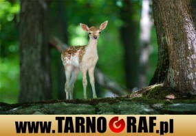 Fototapeta na wymiar - P.H.U. TARNOGRAF - Fabryka Reklamy Tarnobrzeg