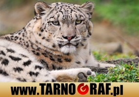 Fototapeta na wymiar - P.H.U. TARNOGRAF - Fabryka Reklamy Tarnobrzeg