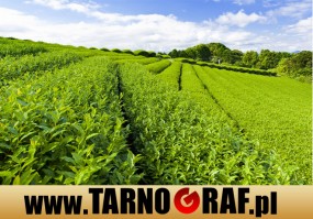 Fototapeta na wymiar - P.H.U. TARNOGRAF - Fabryka Reklamy Tarnobrzeg