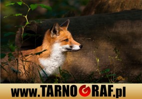 Fototapeta na wymiar - P.H.U. TARNOGRAF - Fabryka Reklamy Tarnobrzeg