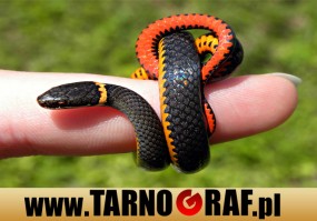 Fototapeta na wymiar - P.H.U. TARNOGRAF - Fabryka Reklamy Tarnobrzeg