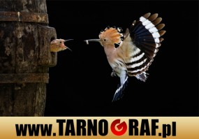 Fototapeta na wymiar - P.H.U. TARNOGRAF - Fabryka Reklamy Tarnobrzeg