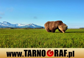 Fototapeta na wymiar - P.H.U. TARNOGRAF - Fabryka Reklamy Tarnobrzeg