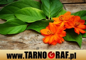 Fototapeta na wymiar - P.H.U. TARNOGRAF - Fabryka Reklamy Tarnobrzeg