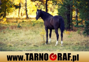 Fototapeta na wymiar - P.H.U. TARNOGRAF - Fabryka Reklamy Tarnobrzeg