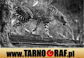 Fototapeta na wymiar - P.H.U. TARNOGRAF - Fabryka Reklamy Tarnobrzeg