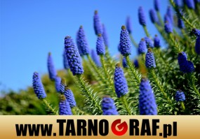 Fototapeta na wymiar - P.H.U. TARNOGRAF - Fabryka Reklamy Tarnobrzeg