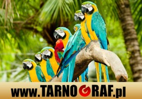 Fototapeta na wymiar - P.H.U. TARNOGRAF - Fabryka Reklamy Tarnobrzeg