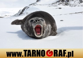 Fototapeta na wymiar - P.H.U. TARNOGRAF - Fabryka Reklamy Tarnobrzeg