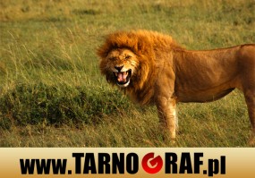 Fototapeta na wymiar - P.H.U. TARNOGRAF - Fabryka Reklamy Tarnobrzeg