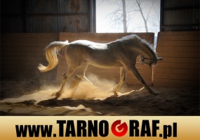 Fototapeta na wymiar - P.H.U. TARNOGRAF - Fabryka Reklamy Tarnobrzeg