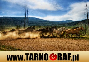 Fototapeta na wymiar - P.H.U. TARNOGRAF - Fabryka Reklamy Tarnobrzeg