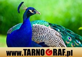 Fototapeta na wymiar - P.H.U. TARNOGRAF - Fabryka Reklamy Tarnobrzeg