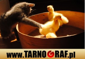 Fototapeta na wymiar - P.H.U. TARNOGRAF - Fabryka Reklamy Tarnobrzeg