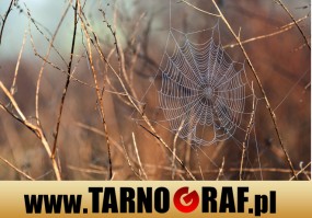 Fototapeta na wymiar - P.H.U. TARNOGRAF - Fabryka Reklamy Tarnobrzeg