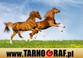 Fototapeta na wymiar - P.H.U. TARNOGRAF - Fabryka Reklamy Tarnobrzeg