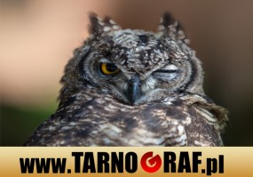 Fototapeta na wymiar - P.H.U. TARNOGRAF - Fabryka Reklamy Tarnobrzeg