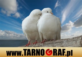 Fototapeta na wymiar - P.H.U. TARNOGRAF - Fabryka Reklamy Tarnobrzeg