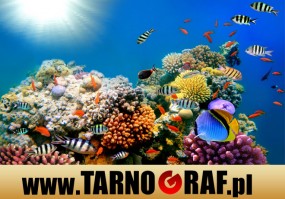 Fototapeta na wymiar - P.H.U. TARNOGRAF - Fabryka Reklamy Tarnobrzeg