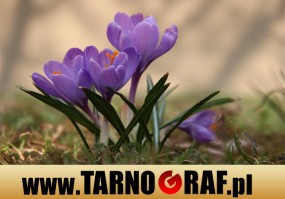 Fototapeta na wymiar - P.H.U. TARNOGRAF - Fabryka Reklamy Tarnobrzeg