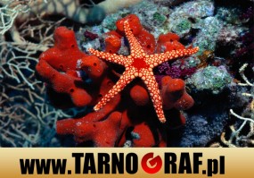 Fototapeta na wymiar - P.H.U. TARNOGRAF - Fabryka Reklamy Tarnobrzeg