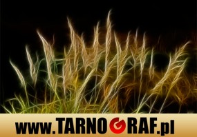 Fototapeta na wymiar - P.H.U. TARNOGRAF - Fabryka Reklamy Tarnobrzeg