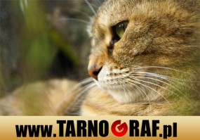 Fototapeta na wymiar - P.H.U. TARNOGRAF - Fabryka Reklamy Tarnobrzeg