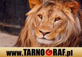 Fototapeta na wymiar - P.H.U. TARNOGRAF - Fabryka Reklamy Tarnobrzeg