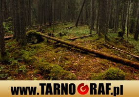 Fototapeta na wymiar - P.H.U. TARNOGRAF - Fabryka Reklamy Tarnobrzeg