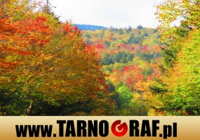 Fototapeta na wymiar - P.H.U. TARNOGRAF - Fabryka Reklamy Tarnobrzeg