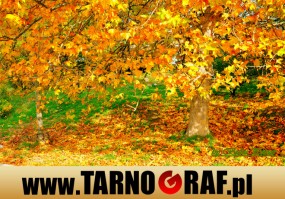 Fototapeta na wymiar - P.H.U. TARNOGRAF - Fabryka Reklamy Tarnobrzeg