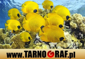 Fototapeta na wymiar - P.H.U. TARNOGRAF - Fabryka Reklamy Tarnobrzeg