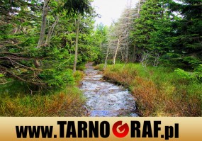 Fototapeta na wymiar - P.H.U. TARNOGRAF - Fabryka Reklamy Tarnobrzeg