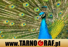 Fototapeta na wymiar - P.H.U. TARNOGRAF - Fabryka Reklamy Tarnobrzeg