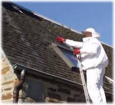 Usuwanie gniazd os i szerszeni - GWARANCJA - Firma Dezino - Dezino - ochrona przed szkodnikami Bydgoszcz