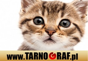 Fototapeta na wymiar - P.H.U. TARNOGRAF - Fabryka Reklamy Tarnobrzeg