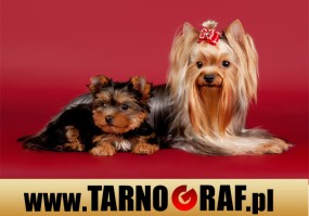 Fototapeta na wymiar - P.H.U. TARNOGRAF - Fabryka Reklamy Tarnobrzeg