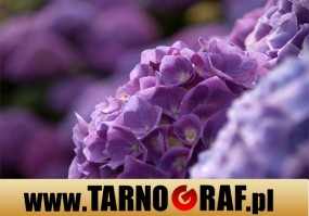 Fototapeta na wymiar - P.H.U. TARNOGRAF - Fabryka Reklamy Tarnobrzeg