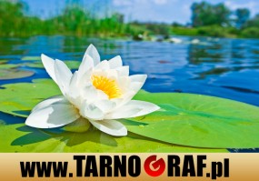 Fototapeta na wymiar - P.H.U. TARNOGRAF - Fabryka Reklamy Tarnobrzeg