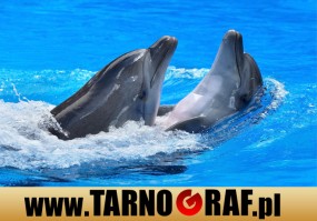 Fototapeta na wymiar - P.H.U. TARNOGRAF - Fabryka Reklamy Tarnobrzeg