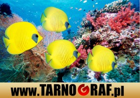 Fototapeta na wymiar - P.H.U. TARNOGRAF - Fabryka Reklamy Tarnobrzeg