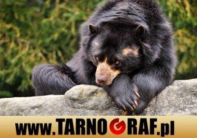 Fototapeta na wymiar - P.H.U. TARNOGRAF - Fabryka Reklamy Tarnobrzeg